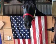 patriotic-horse