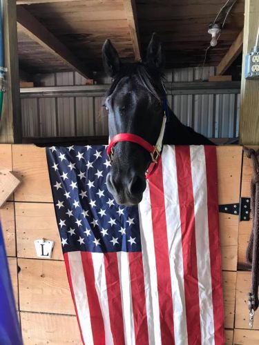 patriotic-horse